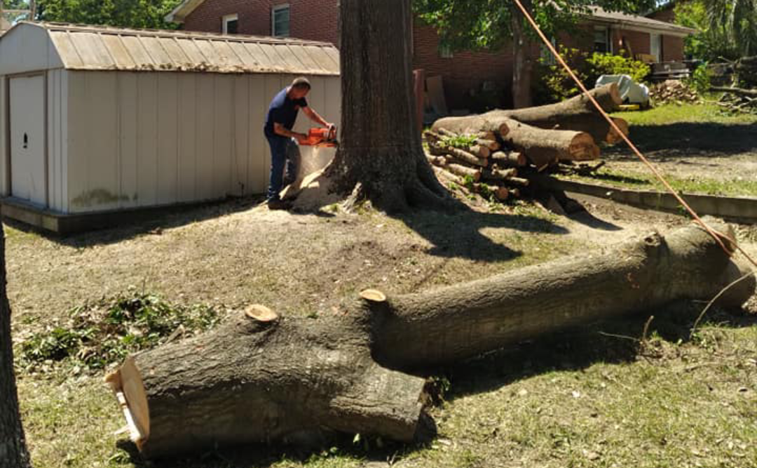 Tree Removal