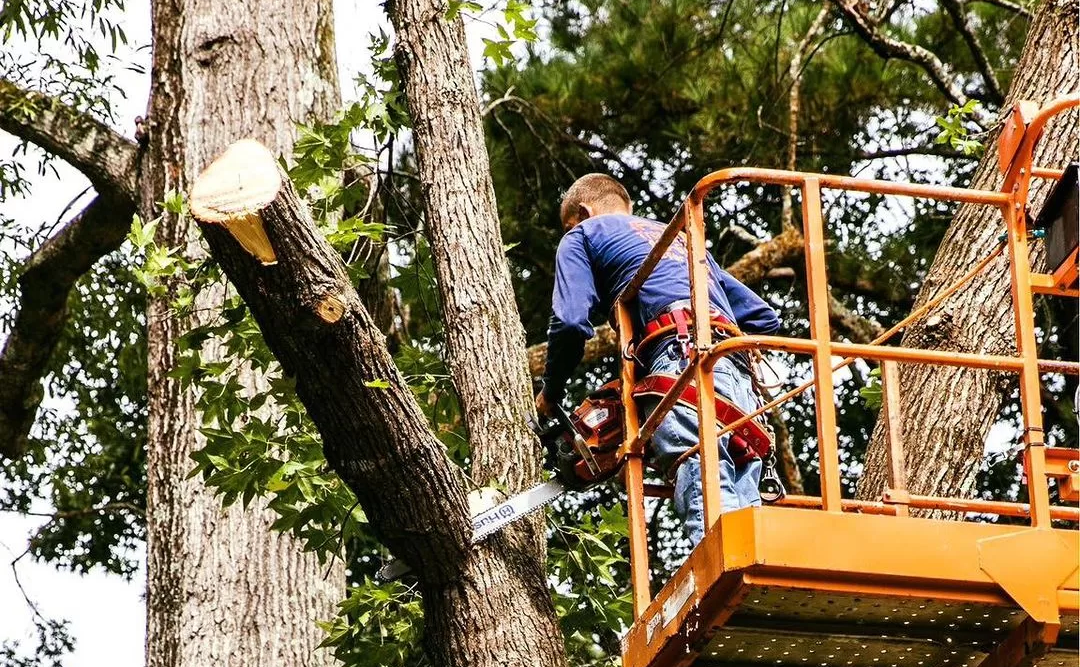 Tree Trimming